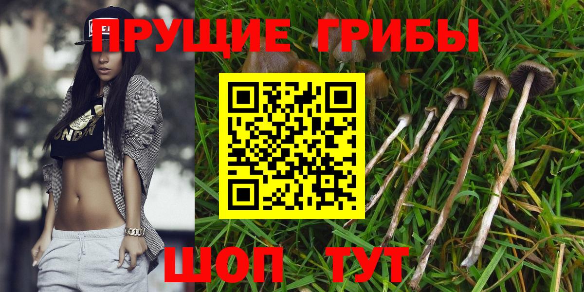 Галлюциногенные грибы Psilocybe Чапаевск